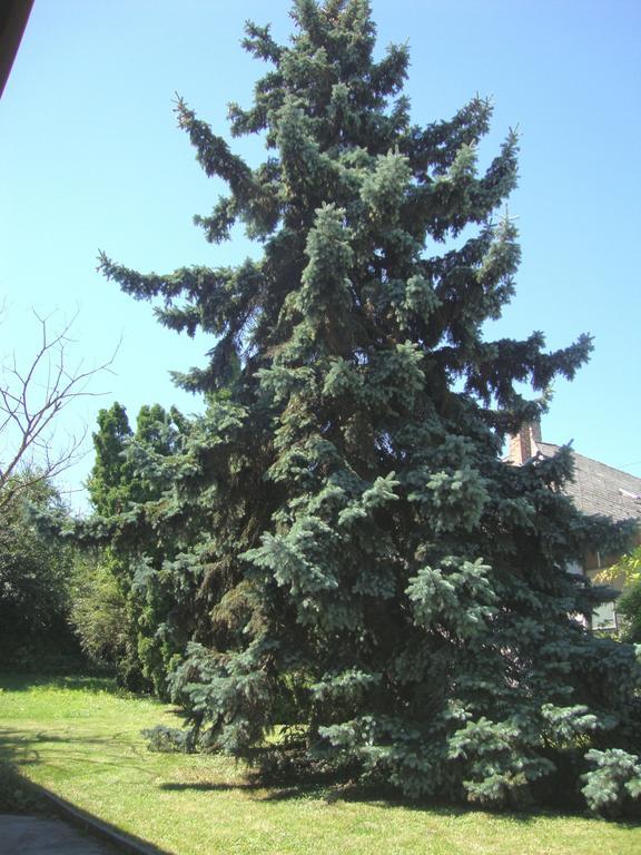 Gyoengyvirag Vendeghaz Balatonboglár Exterior photo
